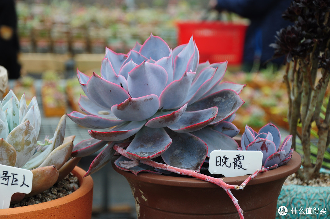 #原创新人# 网购多肉植物养护经验