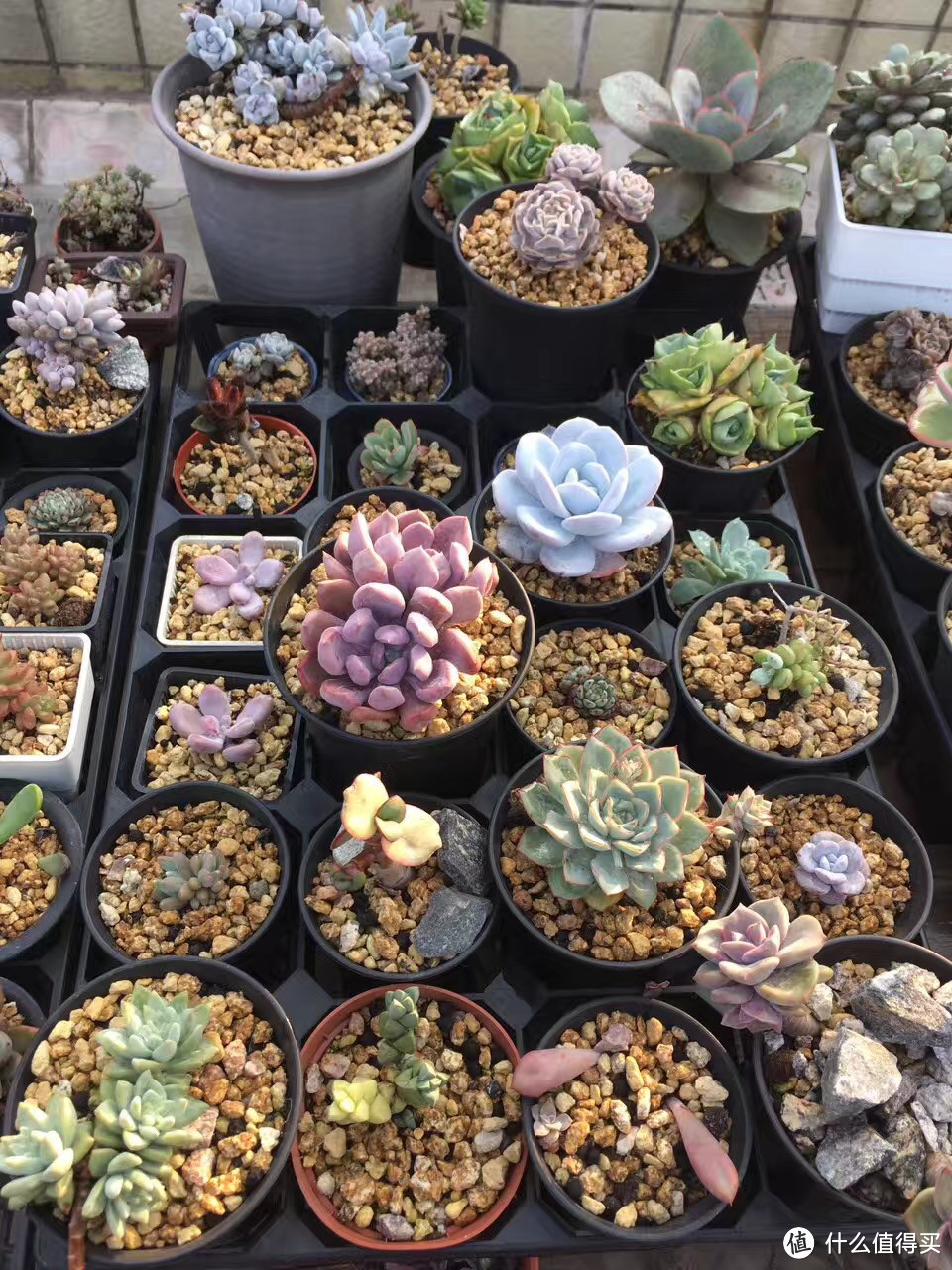 618热浪来袭多肉营养土怎么选？看这篇就够了！