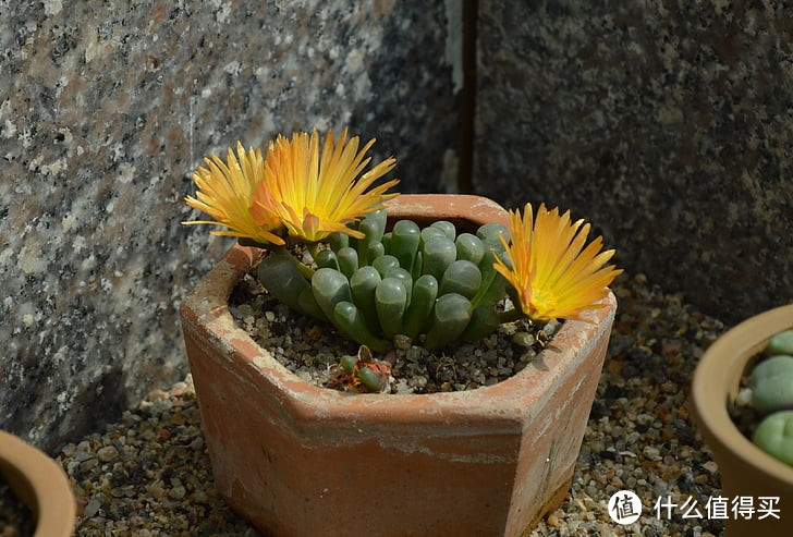 在家养多肉植物盆栽，多多肉肉新手组合套餐含盆带土室内拼开箱晒物