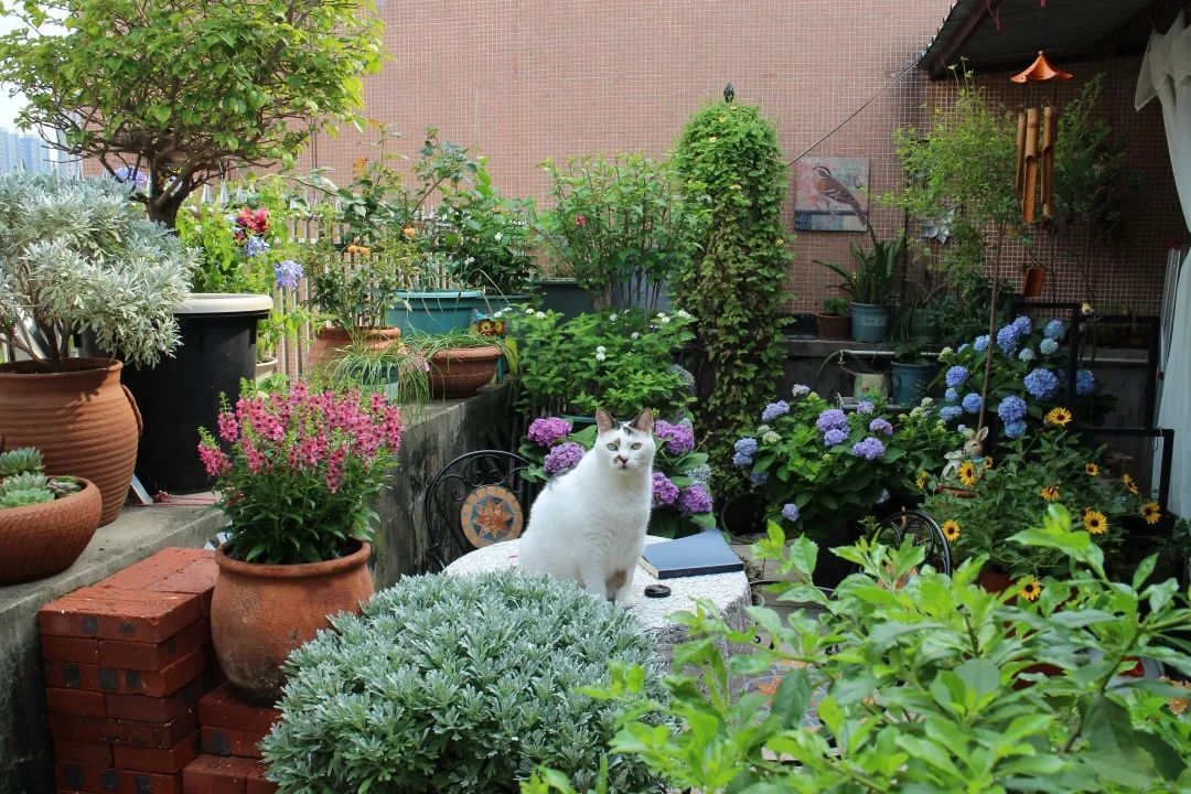 广东孕妈打造12㎡露台花园,为了宠物孩子健康坚持不打药,如今是他们的最爱乐园