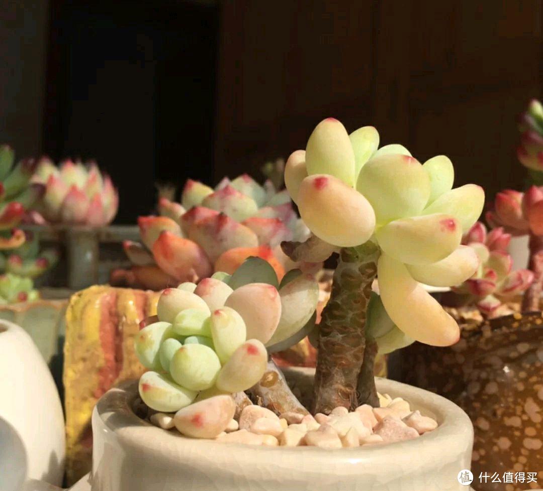 春天养多肉的4个要点，很多人都不知道，难怪你养不好多肉
