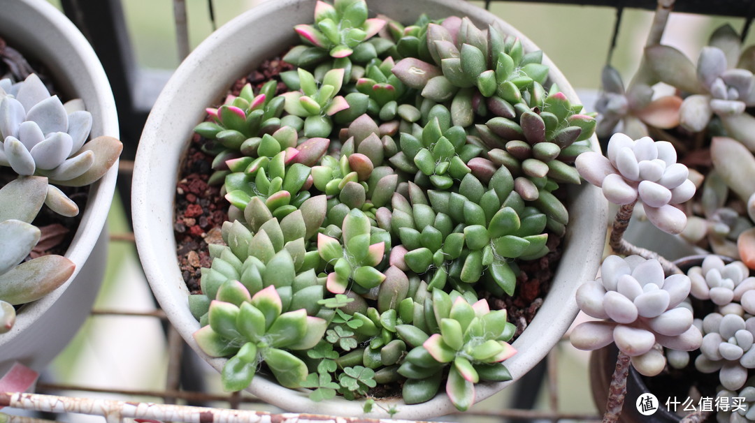 适合炎热的南方种养的几种多肉植物