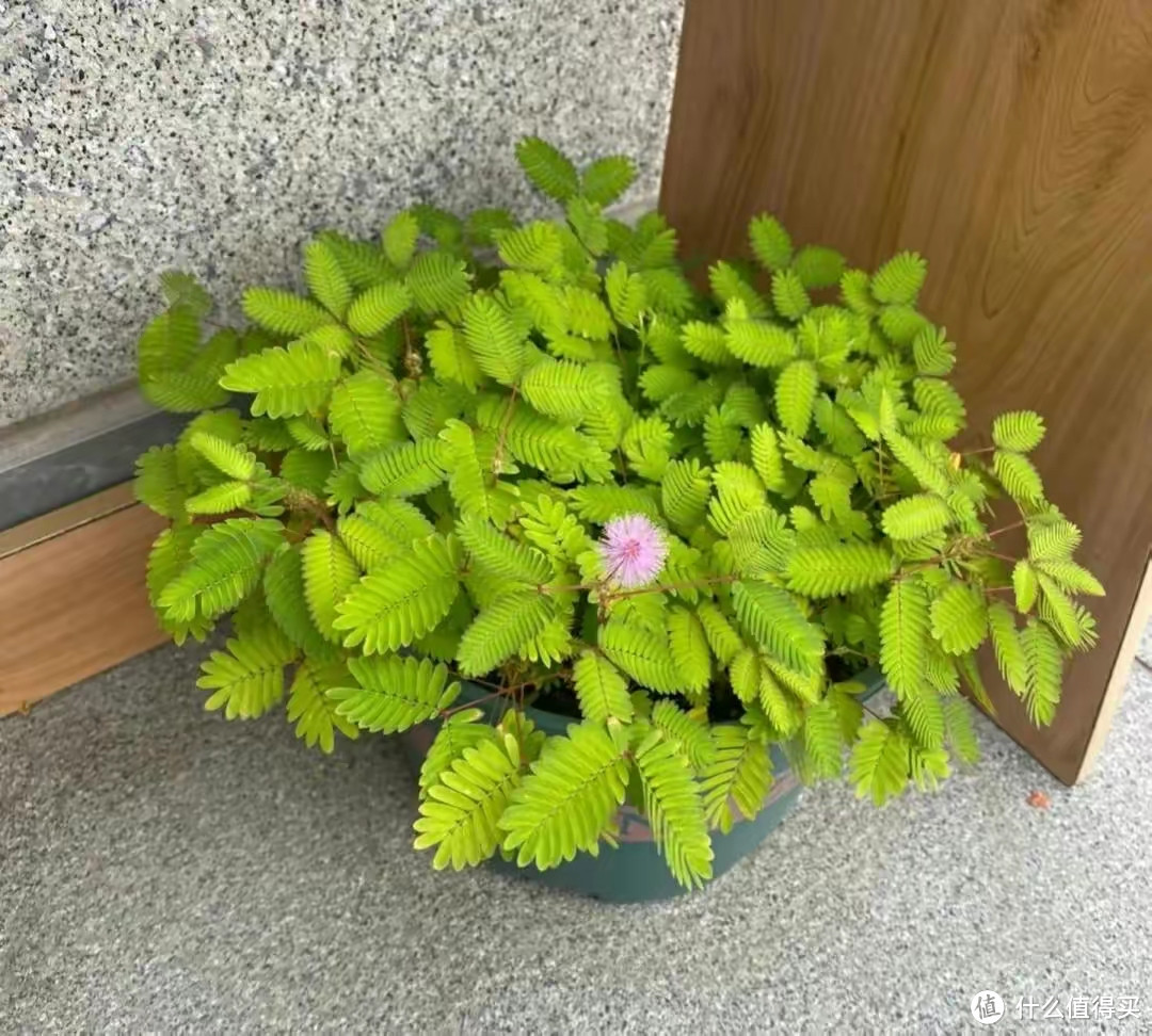 这4种花别再买了,多便宜都不能要,看看你家有没有