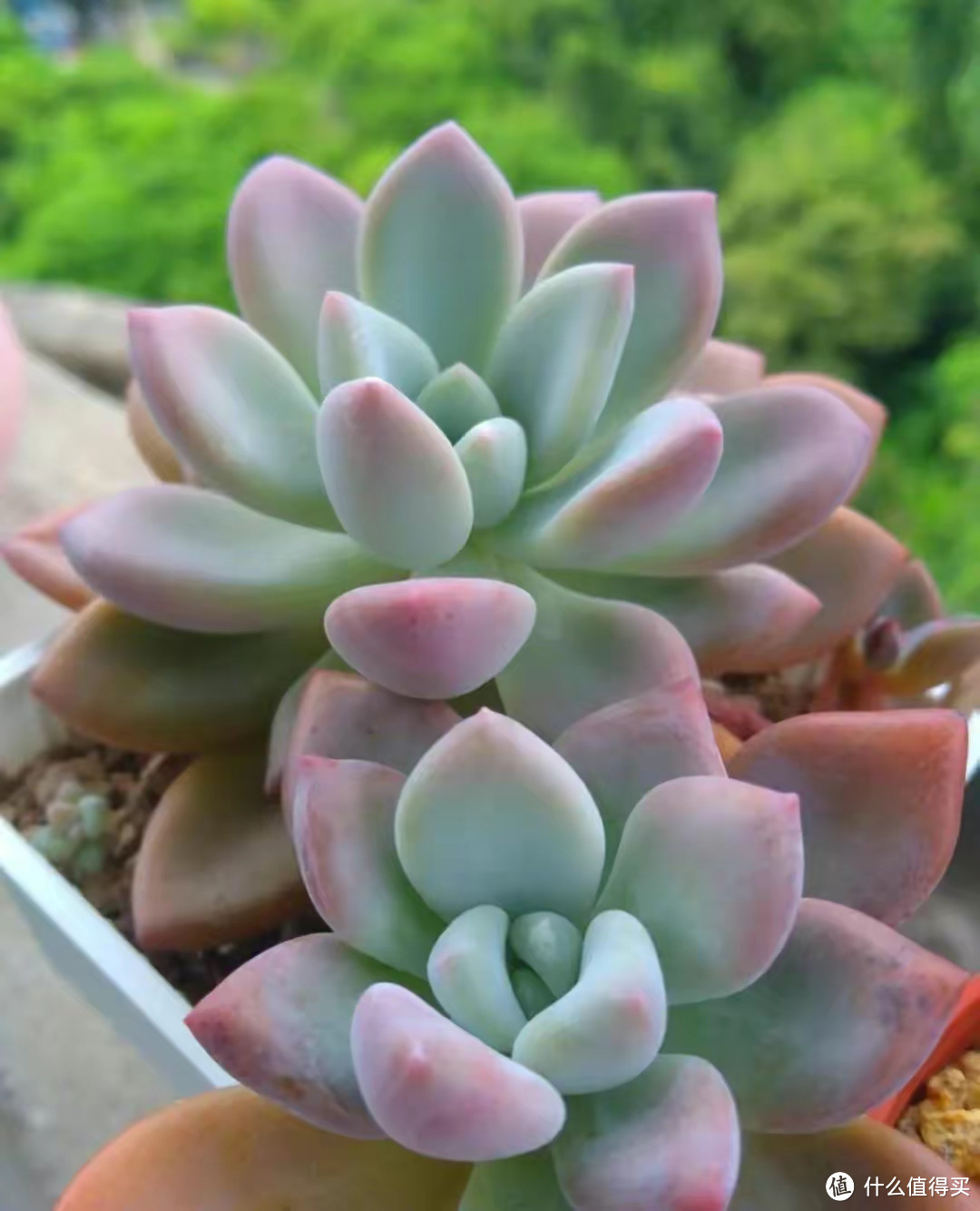 这4种花别再买了，多便宜都不能要，看看你家有没有