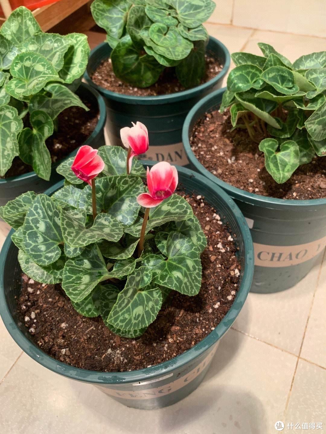 懒人就养5种花，不浇水也能长，放哪都长非常旺盛，其实也很美