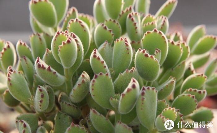 养好熊童子，就3招，越来越胖，分枝多颜色美，还长成了养眼老桩