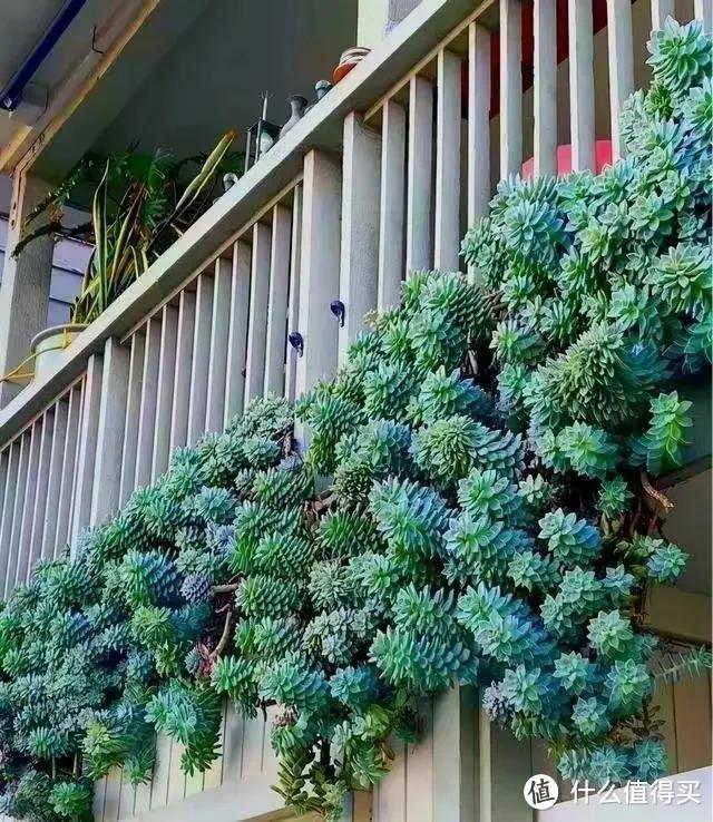 发现一位小哥哥，把多肉养好了，从2楼垂到1楼，网友：太壮观