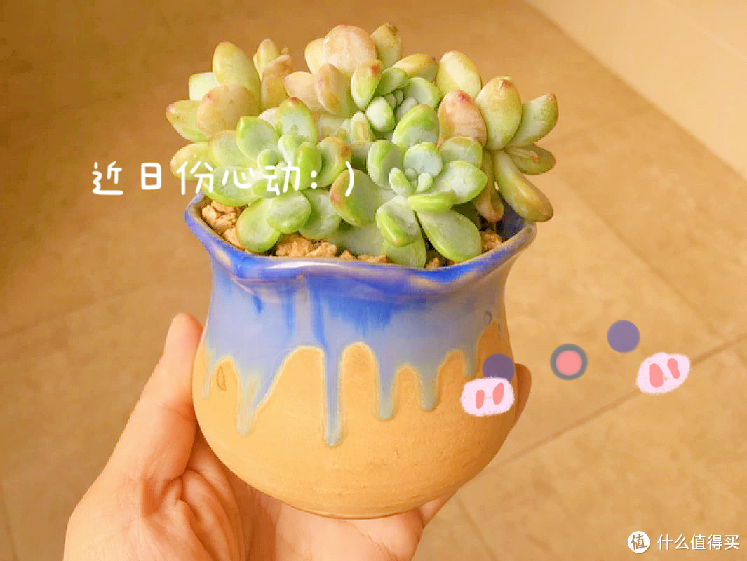 精致生活家｜被多肉治愈的每一天