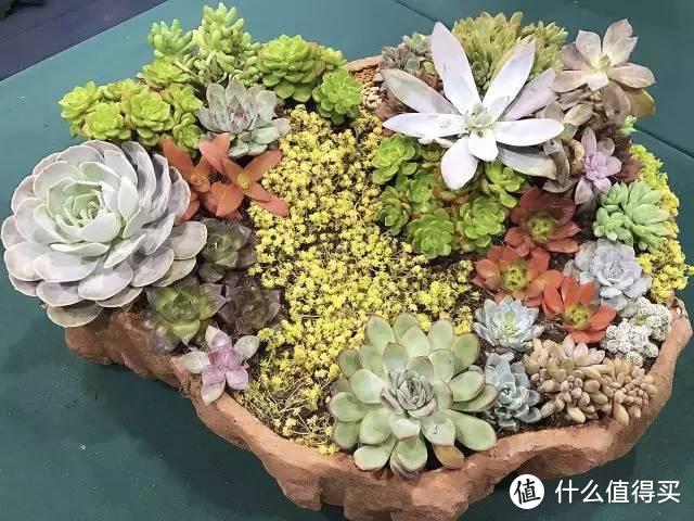 养多肉常犯4个错，都是“无知”的代价，弄不懂干脆不要养