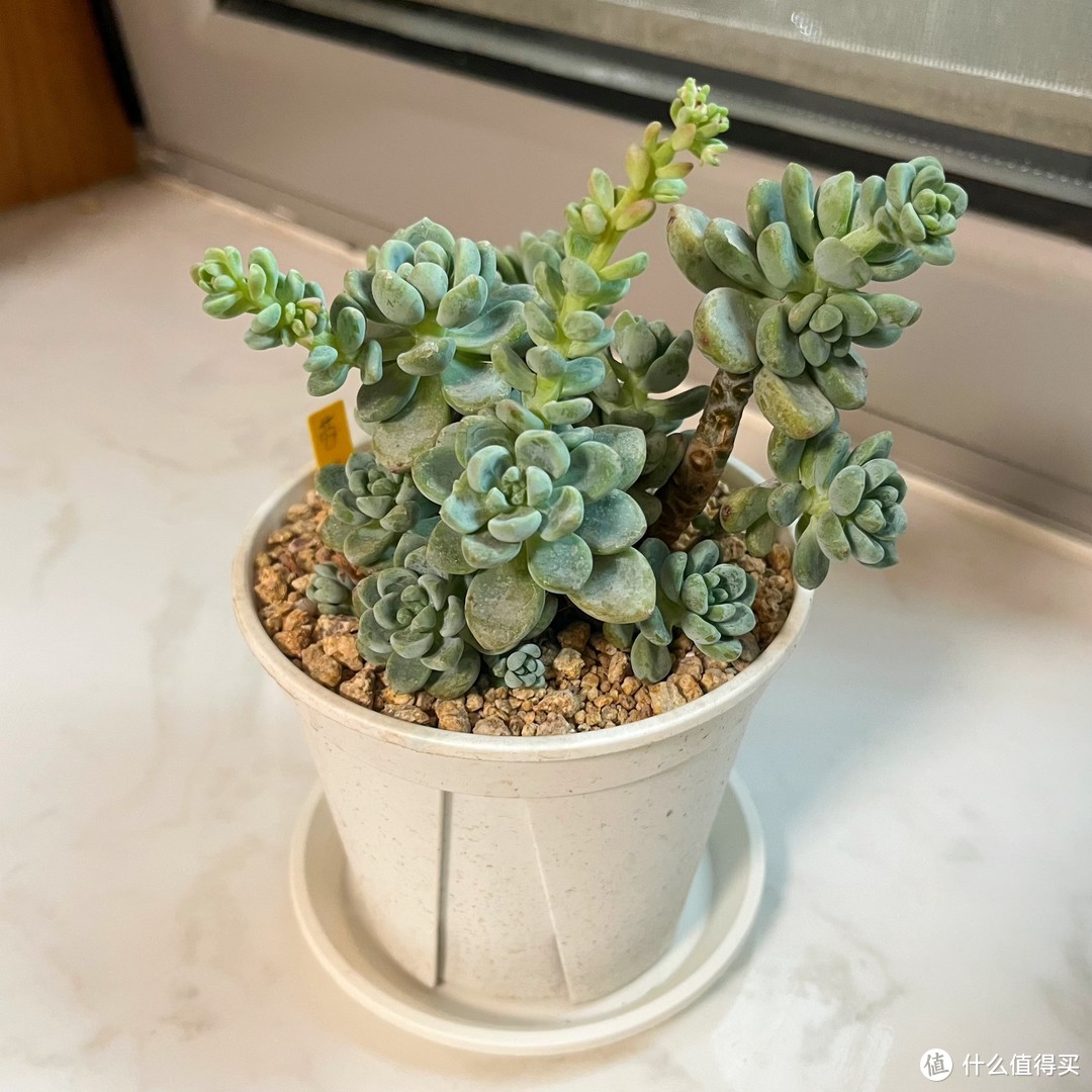 你知道多肉植物中的香饽饽是谁吗？它就是“劳尔”，今天带你摘花箭