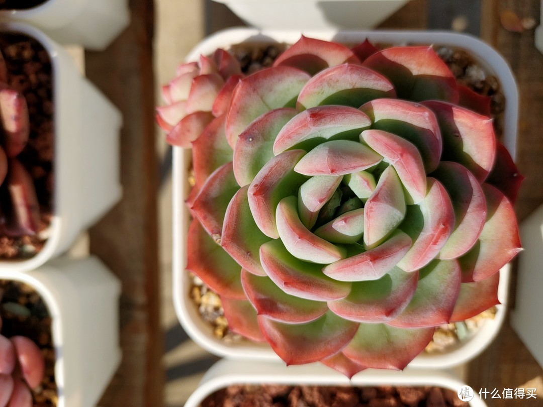 国庆在家玩多肉