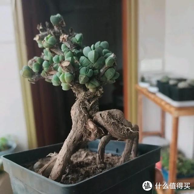 10年的老桩多肉,就能长成高攀不起的样子,美过100年盆景