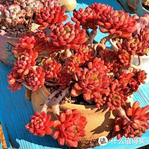 给多肉上盆，牢记这5个方面，服盆更快，更容易出状态