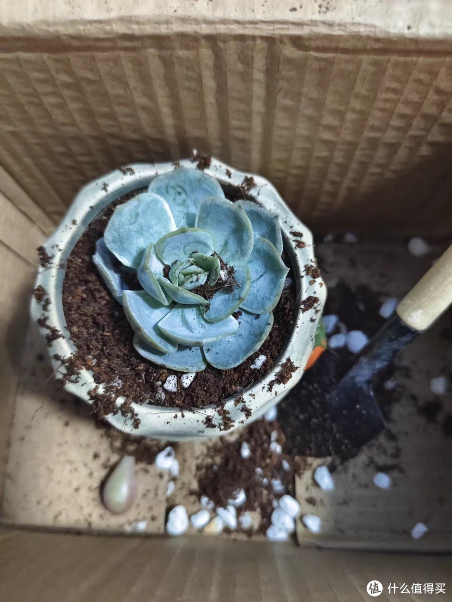 办公桌上的绿色