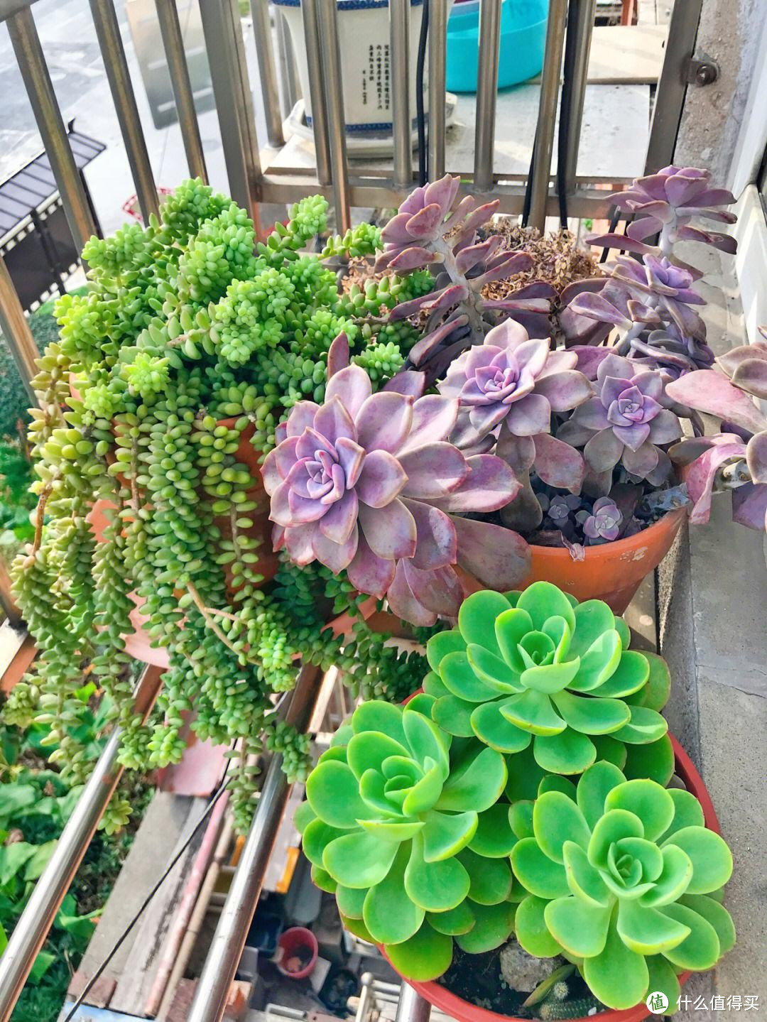 多肉植物「虹之玉」:如何快速繁殖，打造属于自己的多肉植物花园？