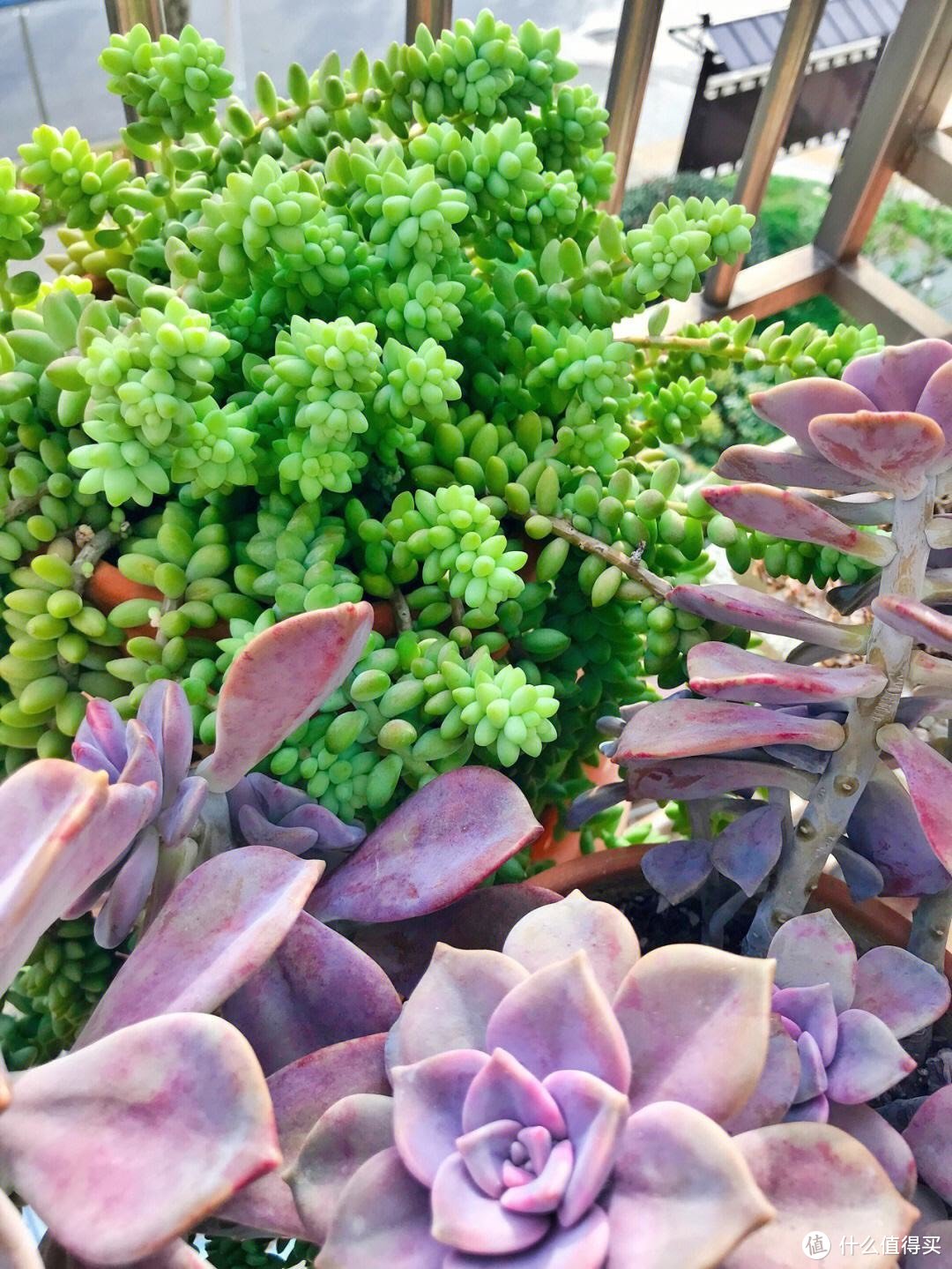 多肉植物「虹之玉」:如何快速繁殖，打造属于自己的多肉植物花园？