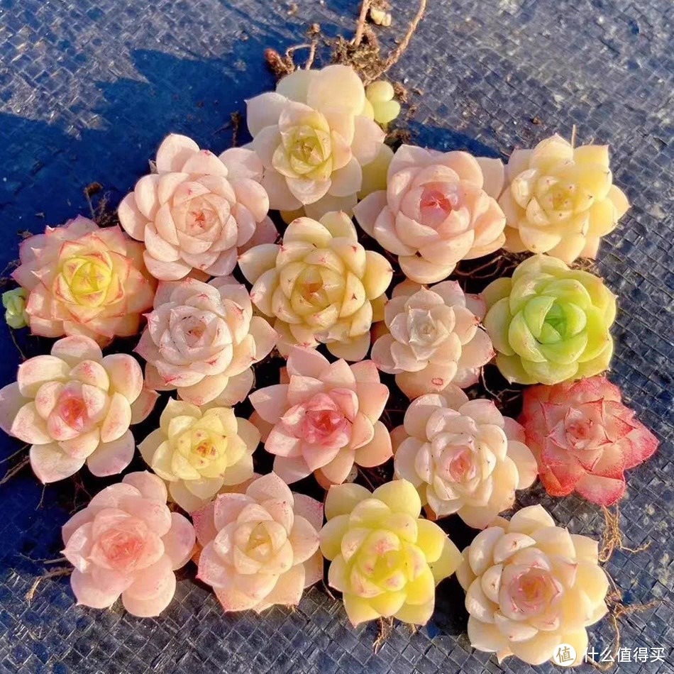 家居装饰之多肉植物