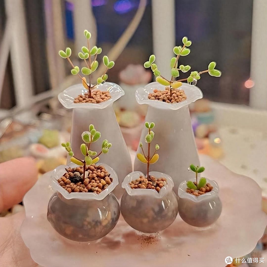 广西一女姑娘,因“用茶壶养多肉”走红,网友:好治愈,好想拥有