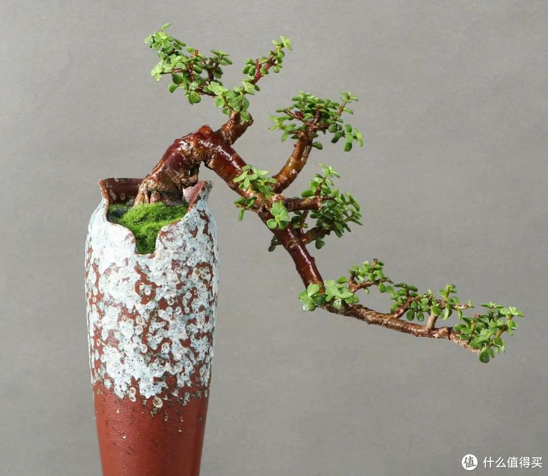 金枝玉叶的叶子“软趴趴”，教你3招，让叶片硬如铁！