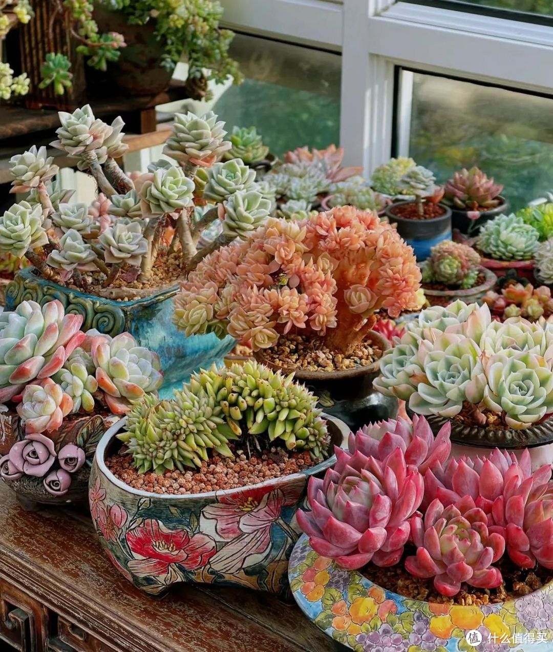 江苏小姐姐,因“七年打下的多肉江山”而走红,网友:太奢华了!