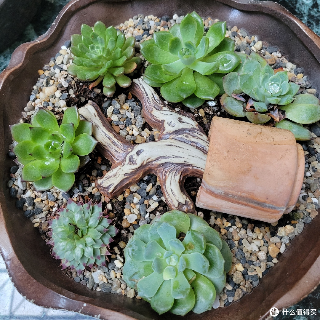 清爽宅家指南:多肉相伴的诗意生活！