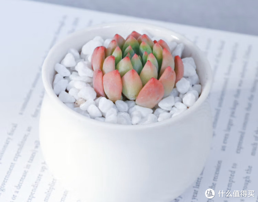 多肉就是旱！多肉植物选购指南